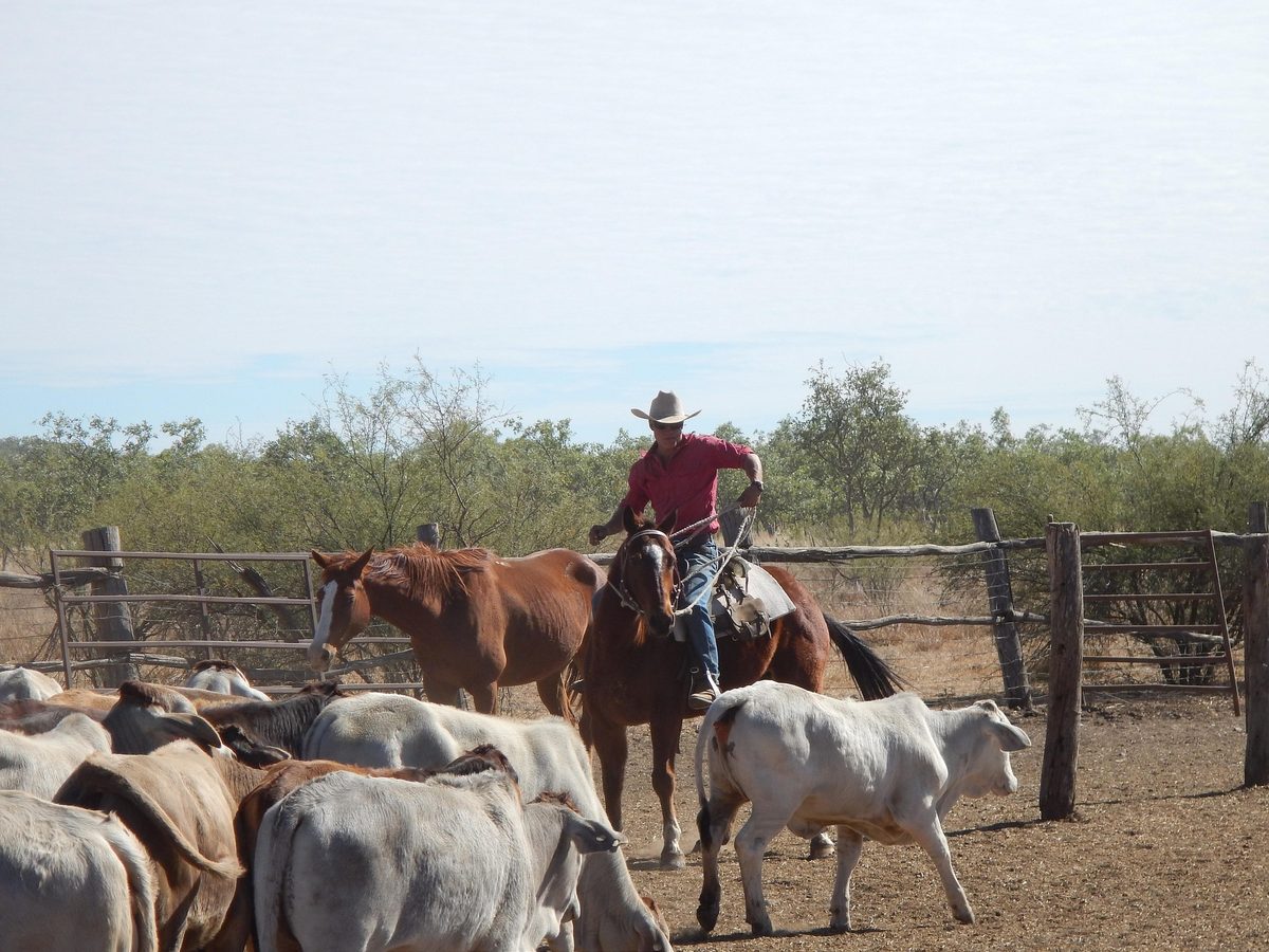 Cowboy on the range